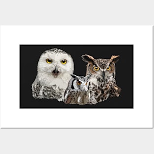 Scops owl and owls Posters and Art